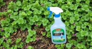  Best Herbicide For Creeping Charlie