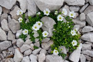 Best Herbicide For Mouse Ear Chickweed