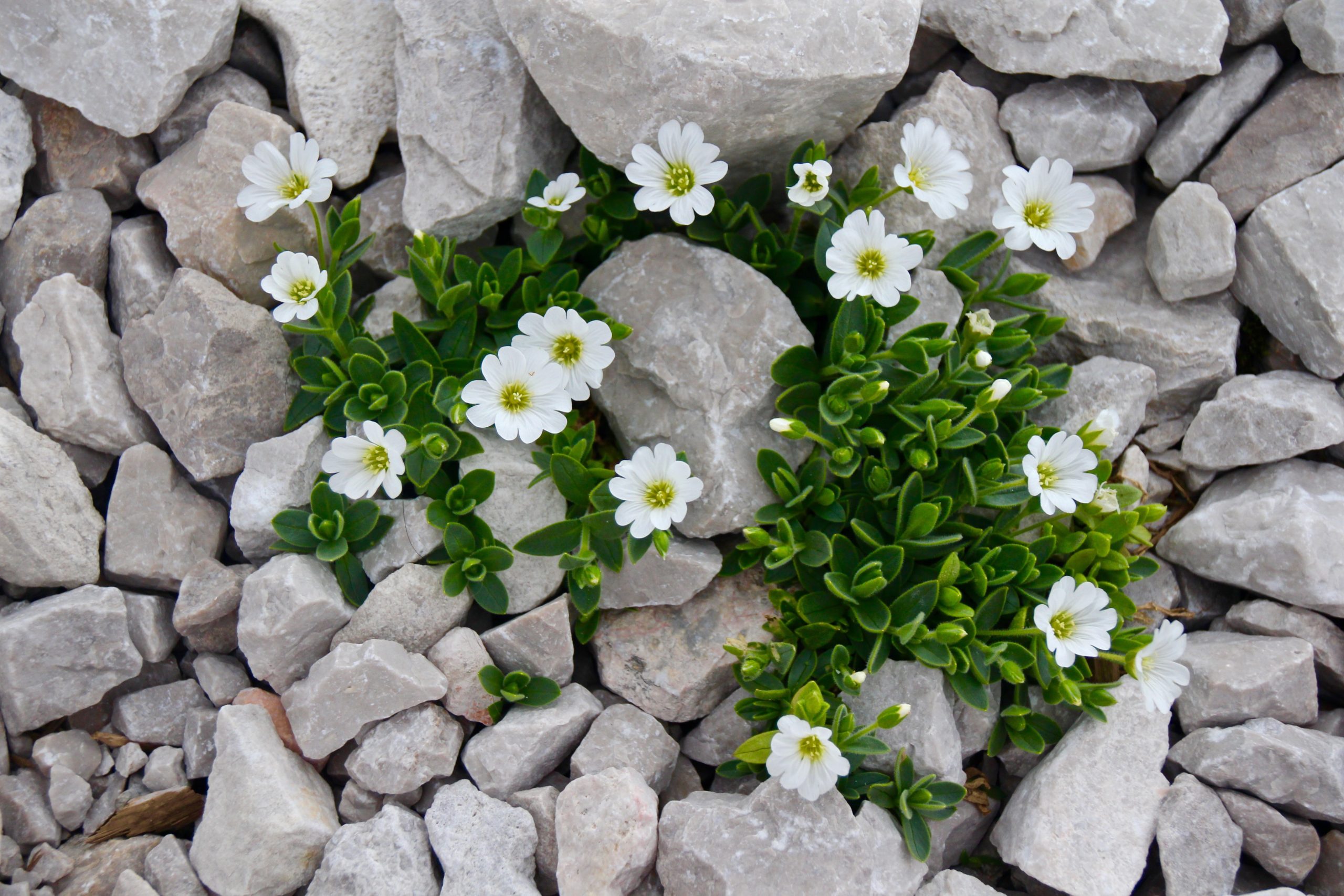 Best Herbicide For Mouse Ear Chickweed