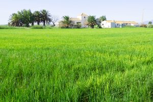 Best Weed Killer For Northern Lawns