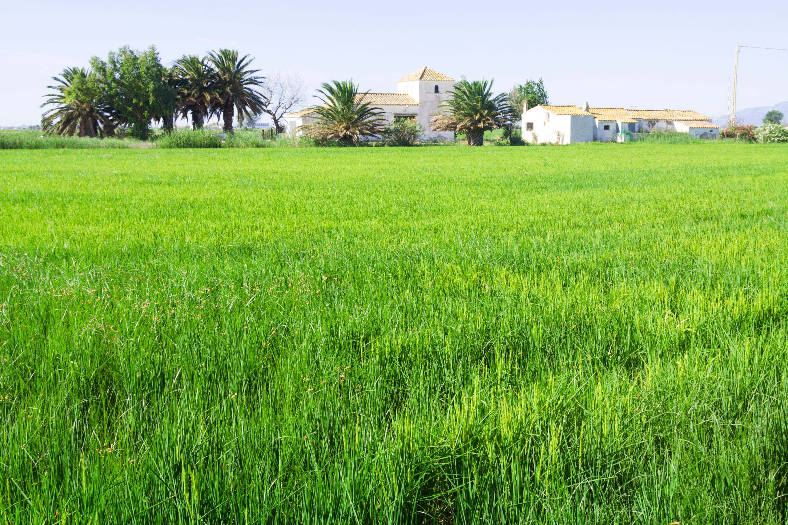 Best Weed Killer For Northern Lawns