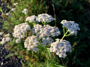 Best Weed Killer For Yarrow