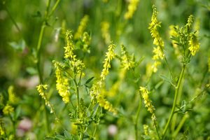 Best Weed Killer For Yellow Clover