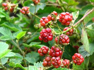 Best Weed Killer for Blackberry Bushes