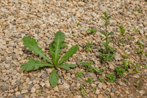 How Do You Permanently Stop Weeds From Growing In Gravel