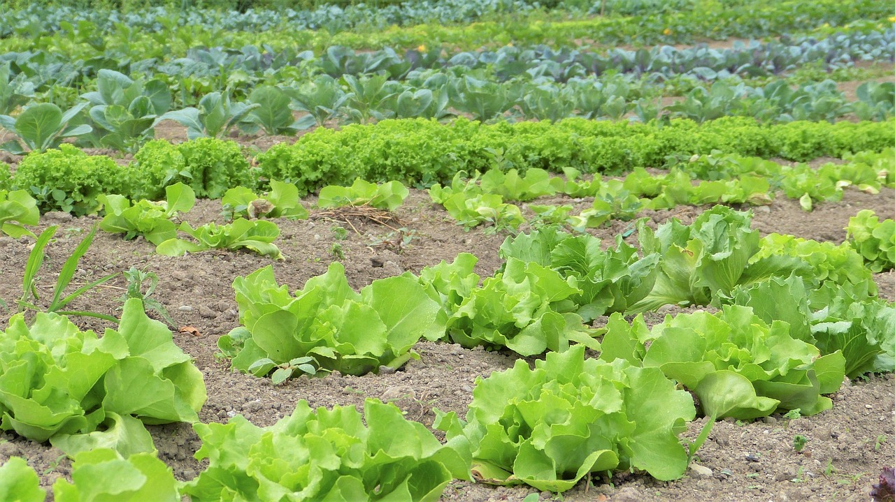 How Do You Permanently Stop Weeds From Growing In Gravel