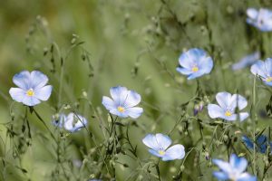 Integrated Weed Management In Flax