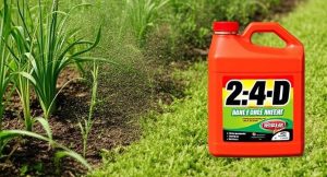 What Is 2,4-D Herbicide Used For
