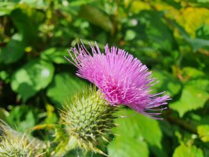Best Weed Killer For Russian Thistle