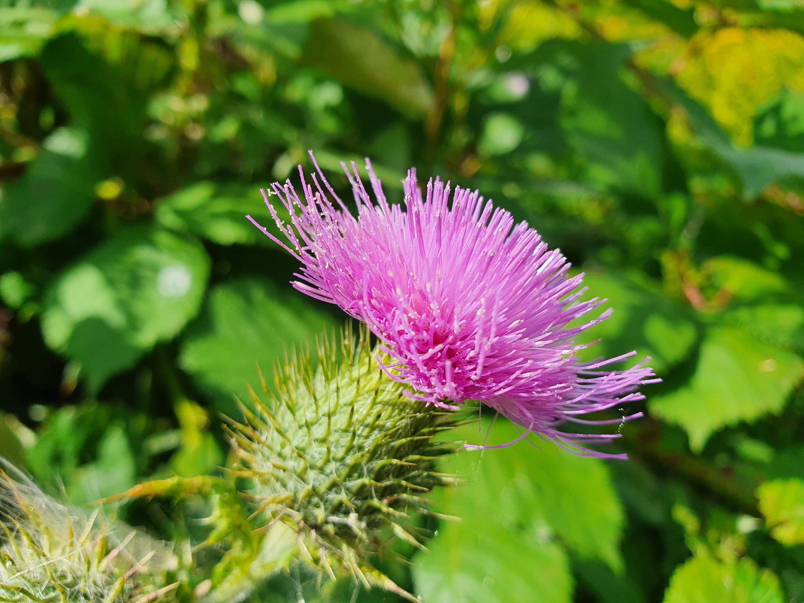 Best Weed Killer For Russian Thistle