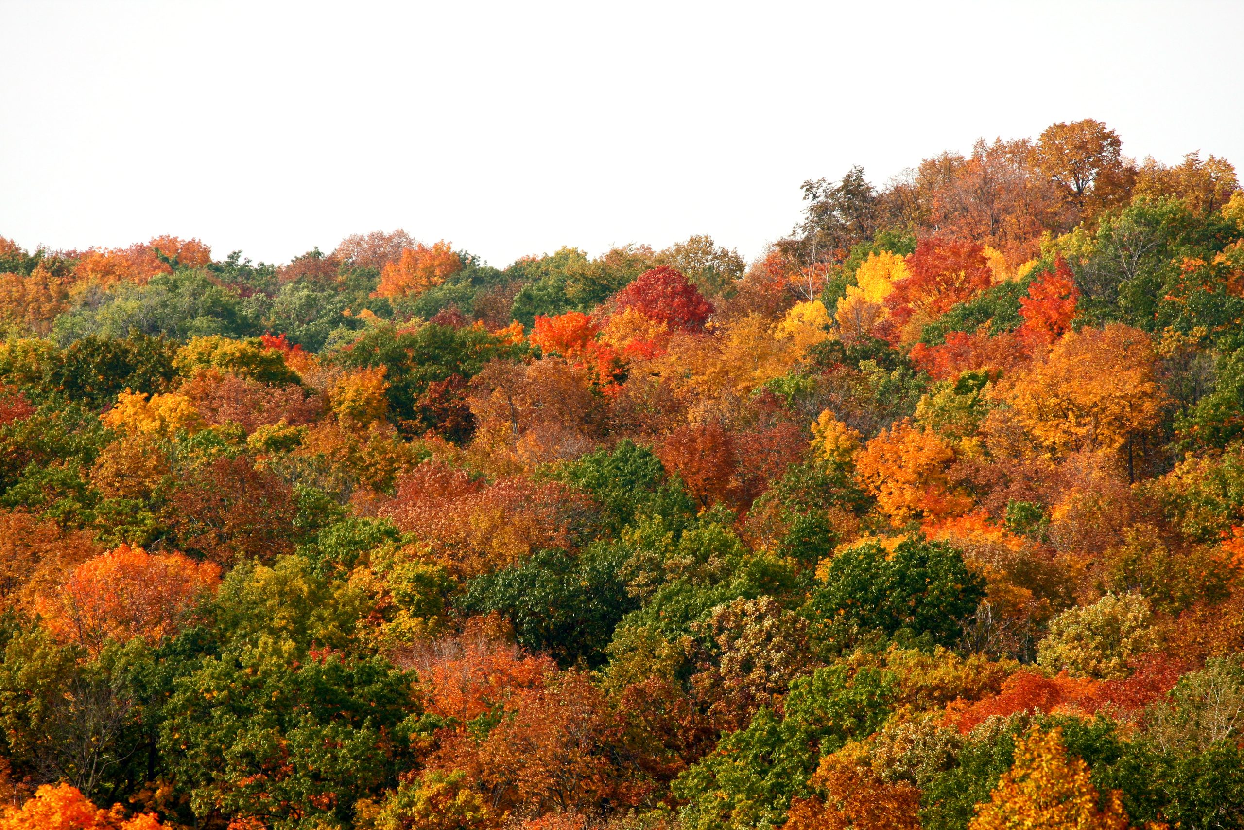 Best Trees For Yellow Fall Color