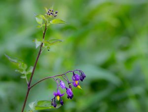 Best Weed Killer for Deadly Nightshade