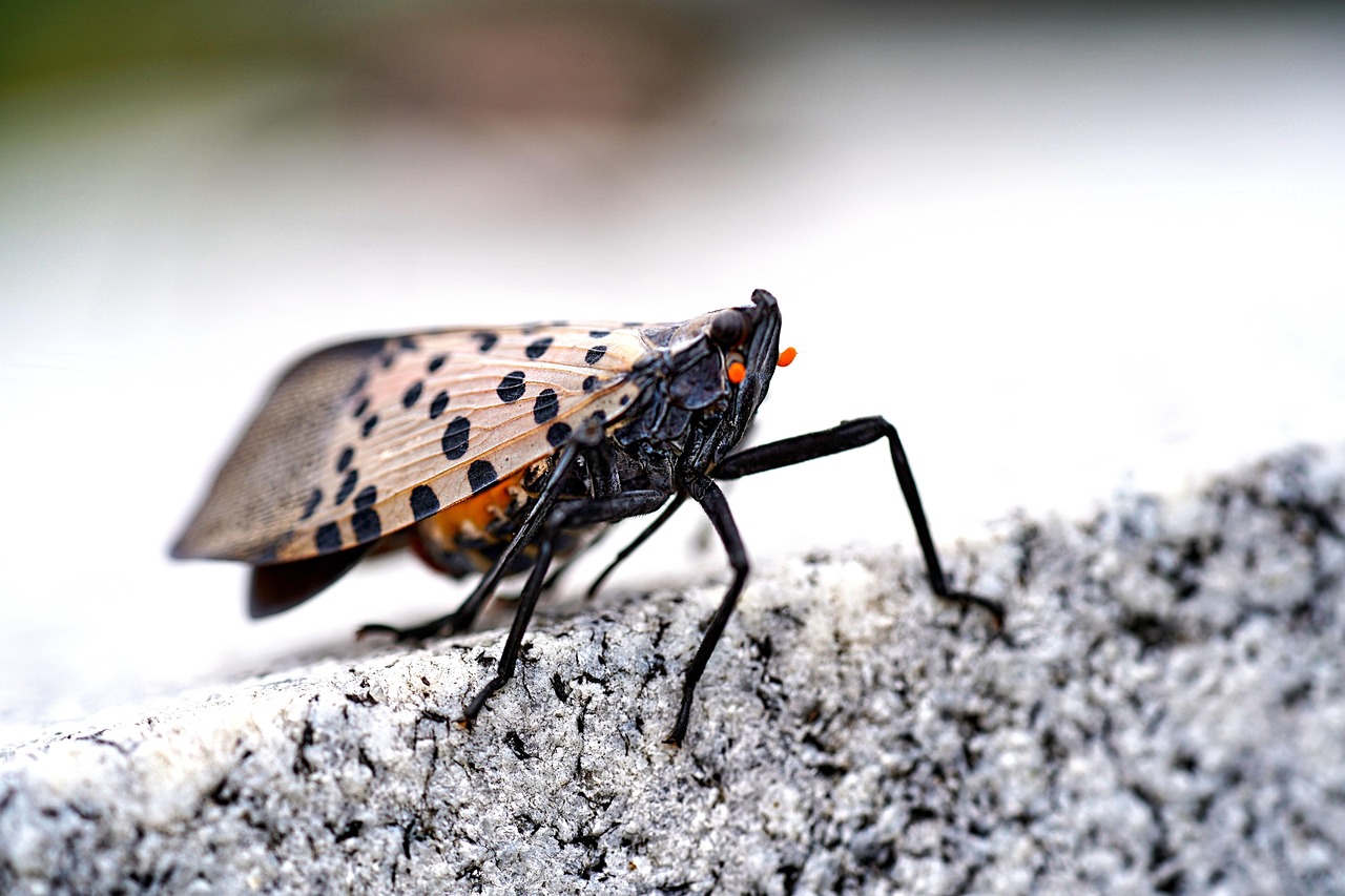 Best Pesticide For Spotted Lanternfly