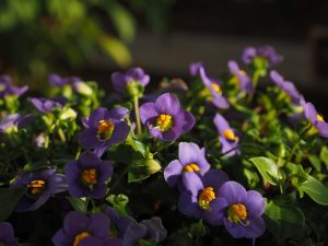 Best Soil For African Violets