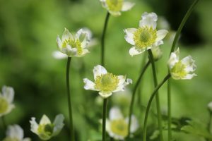 Best Herbicide For Tall Thimbleweed