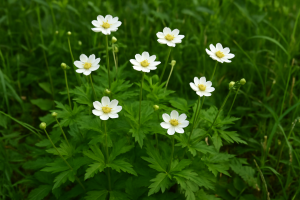 Best Herbicide For Virginia Buttonweed