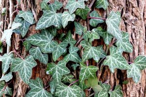 East Memphis Invasive Plants