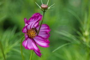 What Are The Pink Wildflowers In Tennessee
