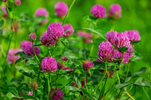 What Wildflowers Are In Gatlinburg Tennessee