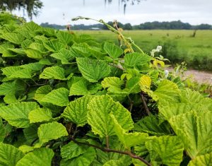 Why Are Invasive Plants So Hard To Remove