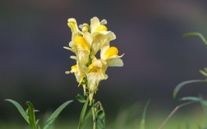 Best Herbicide For Yellow Toadflax