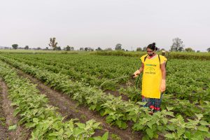 Can Diquat Herbicide Be Used To Control Weeds?