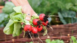 Best Fertilizer For Radishes