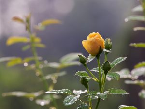 Best Fertilizer For Rose Plant In Pakistan