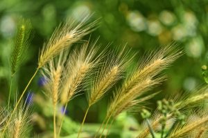 Best Herbicide For Yellow Foxtail And Smooth Brome