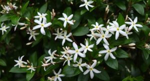 Best Fertilizer For Star Jasmine