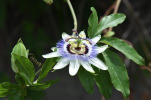 Flowering Vines With Purple Flowers