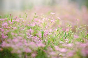 Pre Emergent Herbicide For Flower Beds