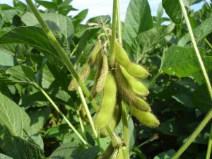 Best Residual Herbicide For Soybeans