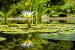 Aquatic Herbicide For Lily Pads