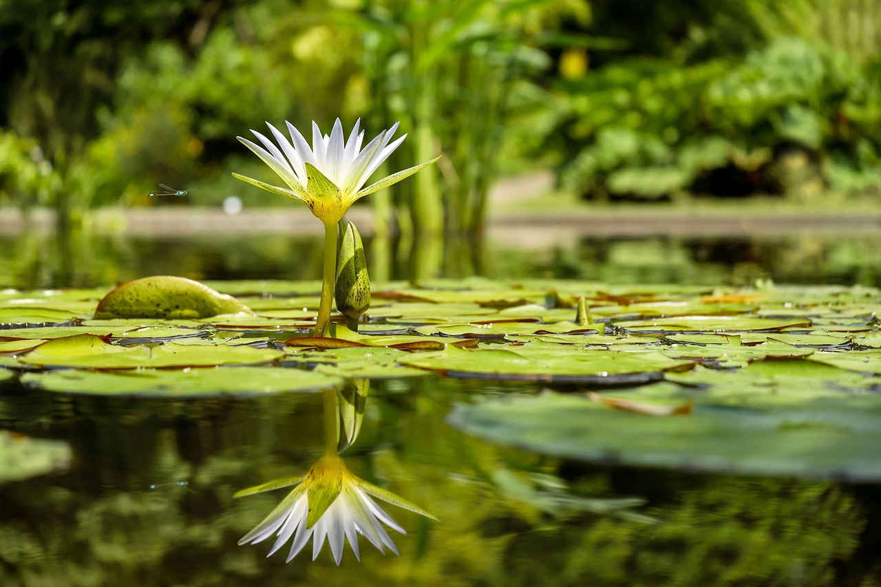 Aquatic Herbicide For Lily Pads
