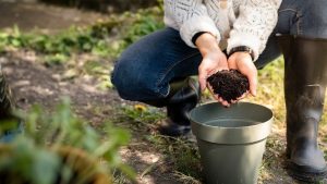 Best Soil For Canary Palm