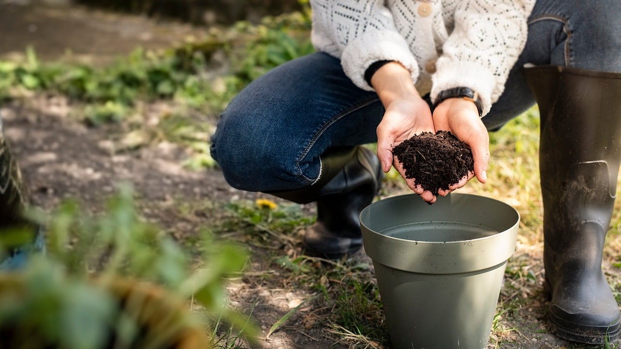 Best Soil For Canary Palm