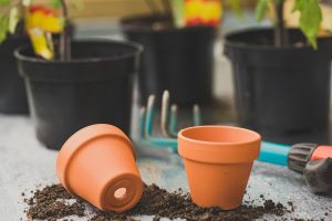 Best Soil For Hawaiian Palm