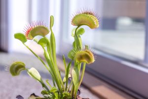 Best Soil For Venus Fly Trap