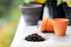 Best Soil For Robellini Palm