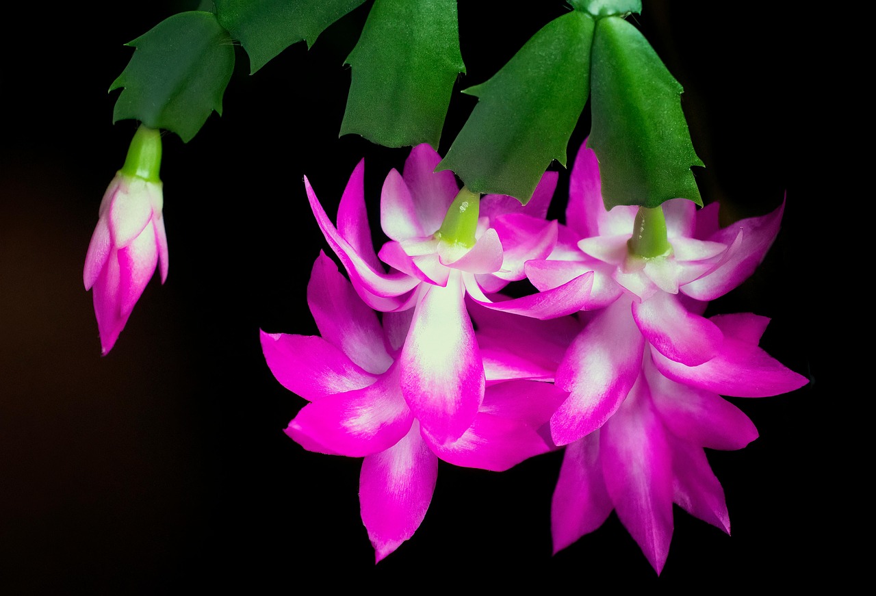 Best Soil For Thanksgiving Cactus
