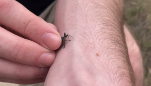 What Does An Assassin Bug Bite Look Likes