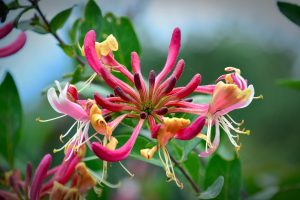 Best Fertilizer For Honeysuckle