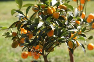 Best Fertilizer For Kumquat Tree