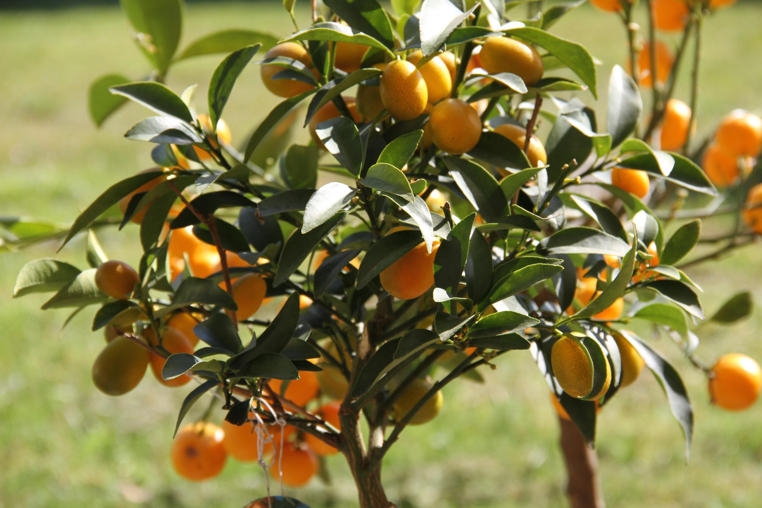 Best Fertilizer For Kumquat Tree