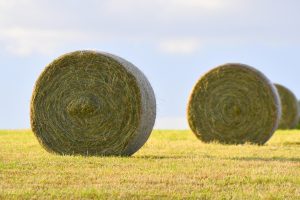Best Fertilizer For Hay Field