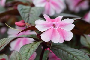 Best Fertilizer For Impatiens