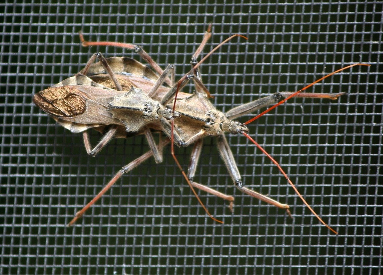 Best Insecticide For Assassin Bug