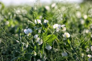 Best Fertilizer For Snow Peas