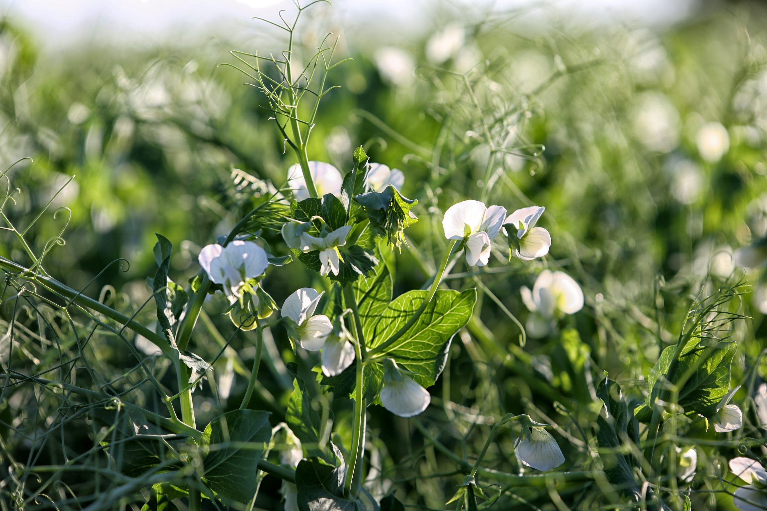 Best Fertilizer For Snow Peas